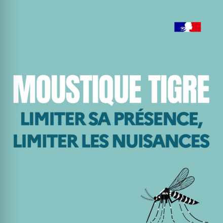 Moustique tigre