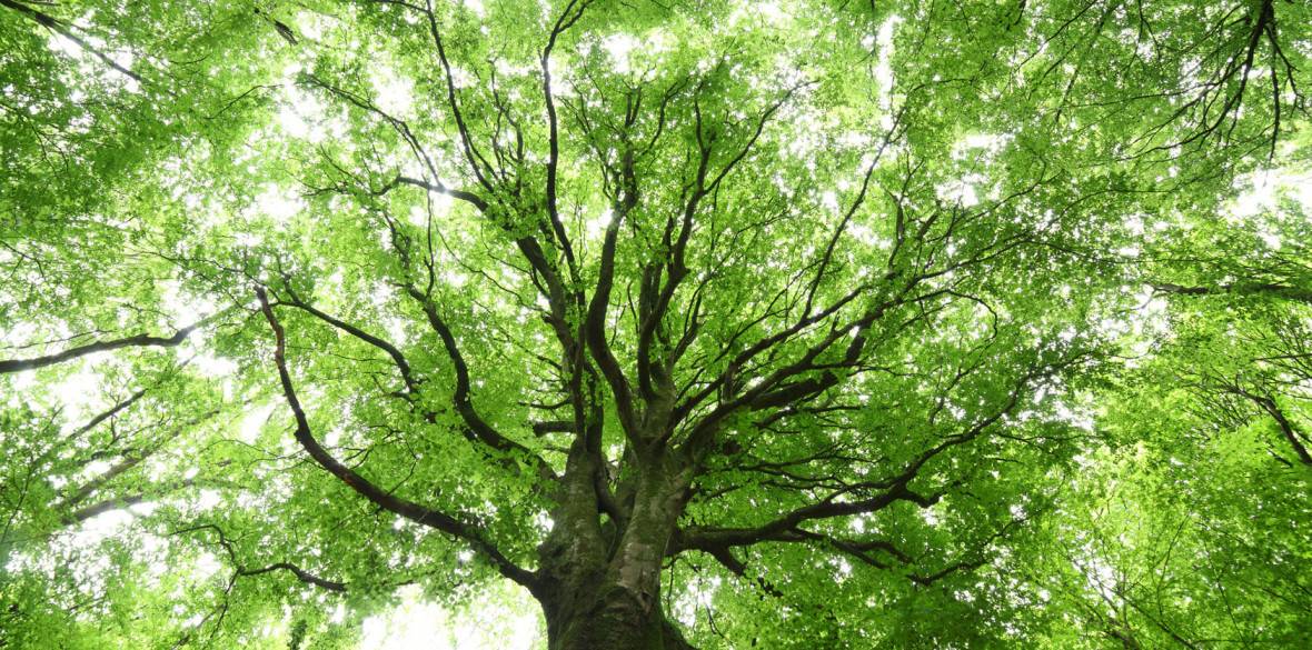 Arbre