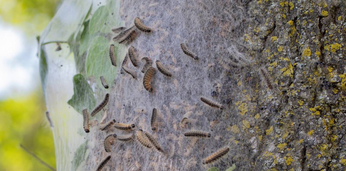 Chenille processionnaire