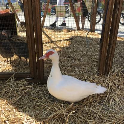 Animation pâques ferme