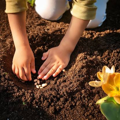 Voyage autour d'une graine