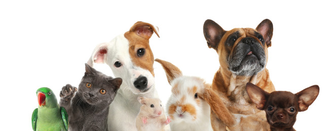 Animaux domestiques