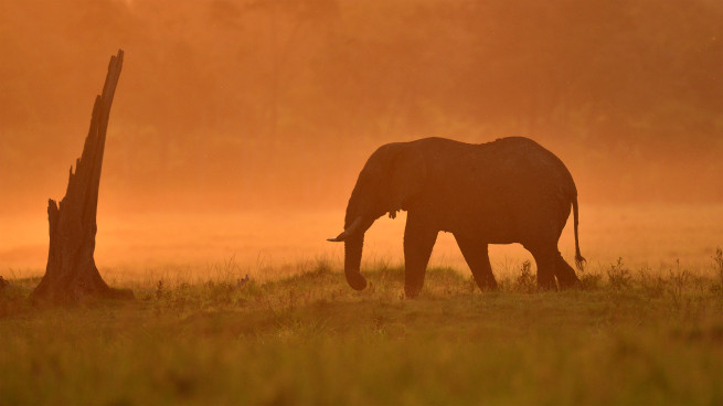 L'éveil doré de Laurent André (Afrique)