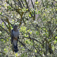 Le coucou gris, de Christian Decollewaert (Noyelles-sur-mer - 80)