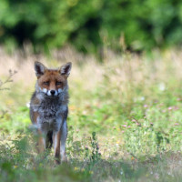 "Le renard d'Osny" par Christian Decollewaert