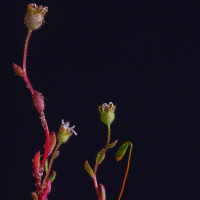 Saxifrage à trois doigts, de Jean-Claude Vernet (Osny)
