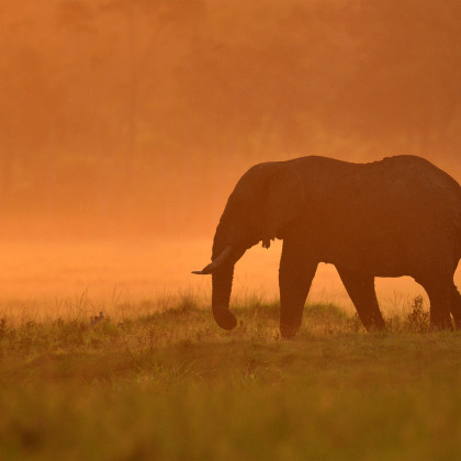 L'éveil doré de Laurent André (Afrique)