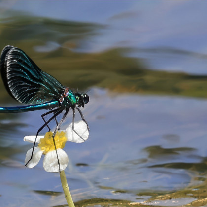 La Demoiselle, de Marc Breton (sur le Gardon, devant le pont du Gard)