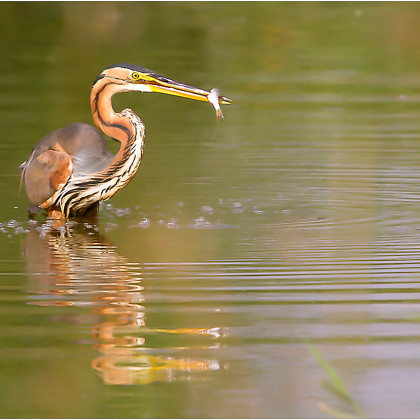 Héron pourpré, de Jean-Pierre Deluchat (Brenne - 36)