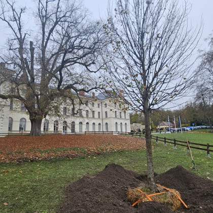 Plantation nouveau tilleul - 21 novembre 2025