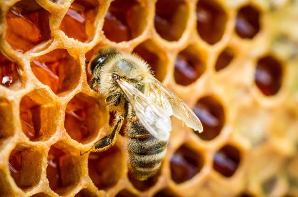 abeille
