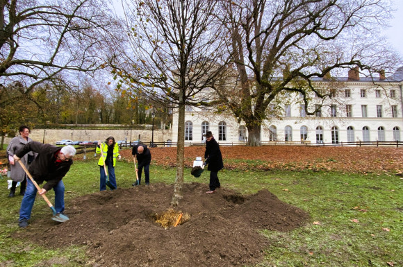 Plantation nouveau tilleul - 21 novembre 2025