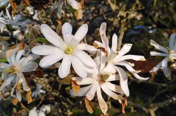 Magnolia étoilé