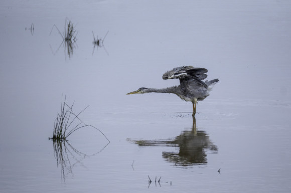 Héron cendré après la pluie (Teich-33)
